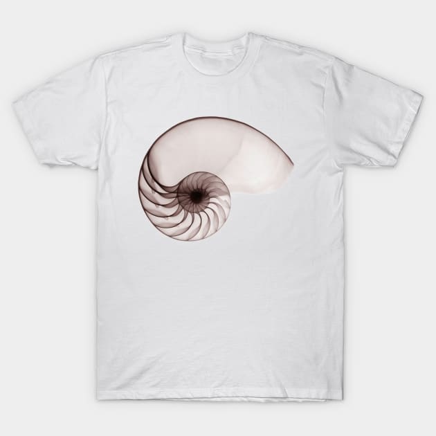 Porcelain Seashell T-Shirt by hamptonstyle